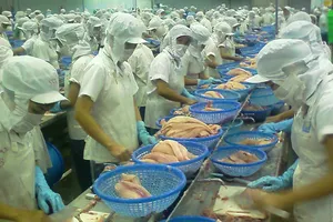 Giá cá tra ‘lên đồng’, coi chừng sập bẫy