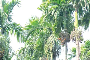 Phải bồi thường 2 triệu đồng vì chặt 6 cây cau của hàng xóm