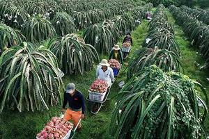 Thủ tướng nói về bài học thanh long rớt giá