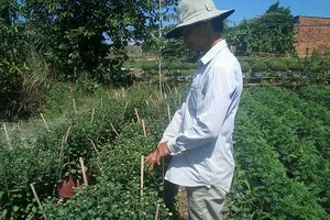 Nhà vườn trồng hoa Tết khóc vì hoa chết