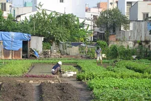 Trả 50% tiền hỗ trợ dân vườn rau phường 6, Tân Bình trước Tết