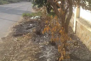 Đốt rác thải, đốt luôn cây xanh