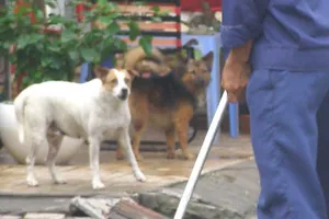 Chụp ảnh chó ị bậy làm bằng chứng xử phạt