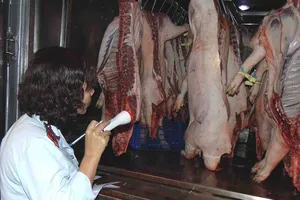 Ngăn heo lở mồm long móng vào TP.HCM