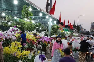 Hoa lan Tết ‘cháy hàng’, đắt đến… từng centimet