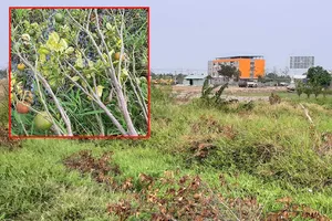 Thu hồi đất của mẹ lại cưỡng chế đất 3 người con