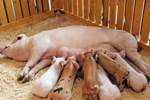 Tết năm Hợi, nhớ con Nái, con Khoang