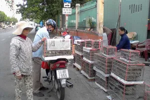 Nên nghiêm cấm việc săn bắt, mua bán chim phóng sinh