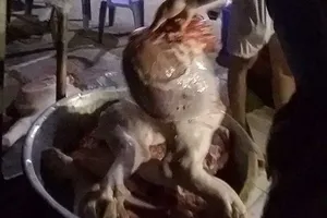 Đột nhập lò mổ heo lậu trong đợt dịch tả heo