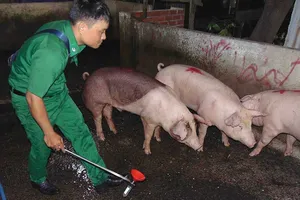 Lật tẩy chiêu của lò mổ heo lậu