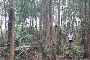 Trại giam Cái Tàu có được ‘hợp tác’ khai thác hơn 1000 ha đất?