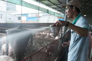 Người nuôi heo ở Đồng Nai căng sức đối phó tả heo châu Phi