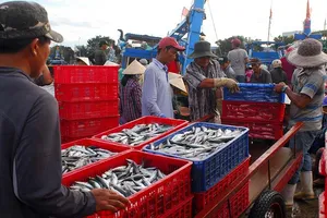 Hơn 5.400 tấn cá xuất khẩu kẹt ở cảng vì vướng quy định