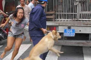 TP.HCM: Nguy cơ từ chó thả rông
