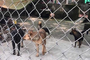 Đàn chó cắn chết bé trai từng cắn người trước đó