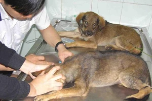 Cần bổ sung trách nhiệm hình sự chủ của chó cắn chết người