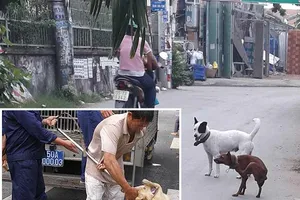 Lập đội phản ứng nhanh ‘xử’ chó chạy rông
