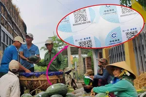 Dưa hấu Việt dán tem Trung Quốc là không sai
