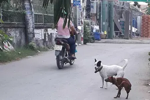 Dân đăng ký nuôi chó, phường không nhận là sai!