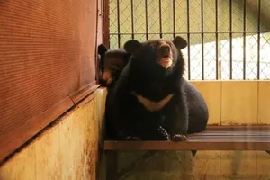 Cứu hộ 2 con gấu ngựa tại Rạp xiếc Trung ương