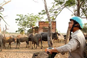 Cò đất vẫn ăn theo dù Sài Gòn Safari ‘đứng hình’