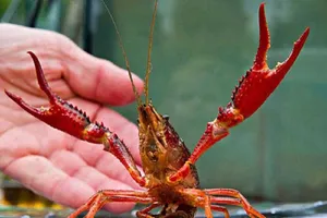 Cảnh báo về tôm càng đỏ Trung Quốc vào Việt Nam