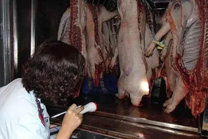 Miền Nam xung trận chống dịch tả heo châu Phi