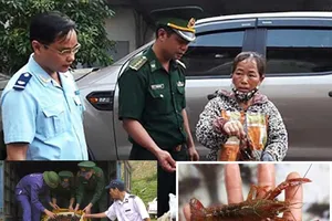 Tôm hùm đỏ: Hại khôn lường