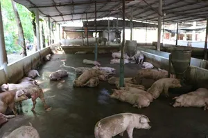 Nông dân Hải Dương sắp được nhận hỗ trợ dịch tả heo châu Phi