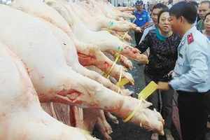 Cấp tốc dập ổ dịch tả heo đầu tiên ở TP.HCM