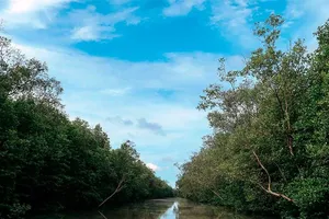 Chuyển công an làm rõ sai phạm ở VQG Mũi Cà Mau