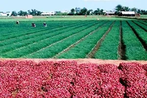 Hành tím nổi tiếng Vĩnh Châu được cấp chỉ dẫn địa lý