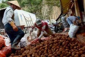 Bi hài chuyện giám định khoai tây ngoại nhập