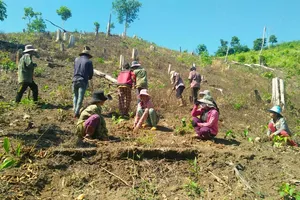 Nhà thầu chậm trễ trồng rừng cho cao tốc Bến Lức-Long Thành 