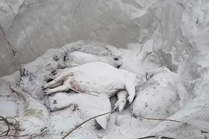 Phải vay tiền để tiêu hủy heo bệnh