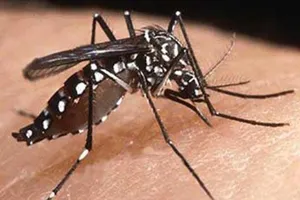 Bộ Y tế chỉ đạo tăng cường chống sốt xuất huyết