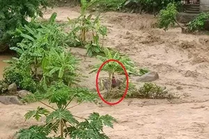 Cứu người phụ nữ chơi vơi giữa dòng nước lũ