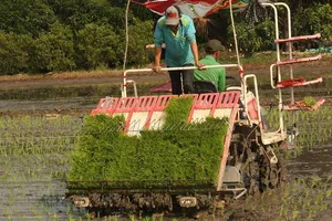 Ba vô lý về điều kiện mua đất trồng lúa