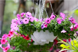 Coi chừng hiểm họa từ chậu hoa cảnh treo ngoài ban công