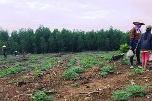 Vất vả sang tên đất trúng đấu giá