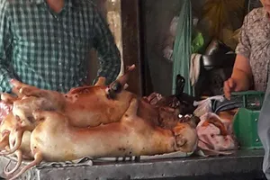 Bỏ ăn thịt chó từ khi thấy chó chảy nước mắt