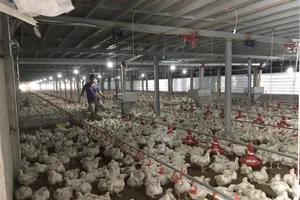 Giá gà rớt thê thảm 11.000 đồng/kg