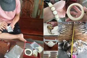 Tôi đi mua móng hổ, ngà voi 