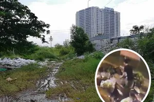 Camera ghi hình đổ rác lén, vì sao không phạt được?