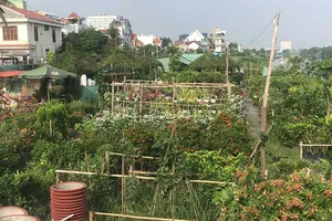 Video: Trồng thêm cây xanh, người dân không dám xả rác