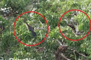 Phát hiện đàn chim cổ rắn quý hiếm tại Đồng Nai