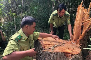 Gỗ khủng ở rừng đặc dụng: Công an, kiểm lâm vào cuộc