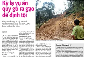 Cơ quan điều tra quy gỗ ra gạo là sai