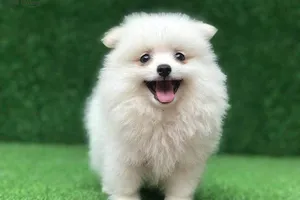 Lỡ tay làm chết chó cảnh của người khác