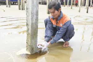 Quảng Ngãi: Nước biển chuyển màu bất thường